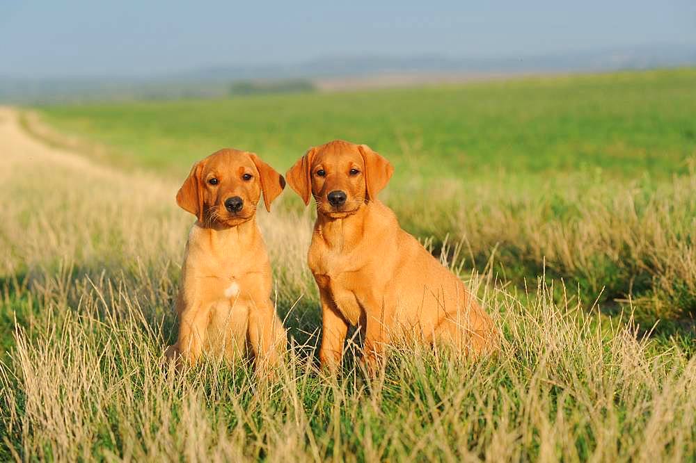 Labrador Retriever, yellow, puppies 9 weeks, sitting next to each other, Austria, Europe