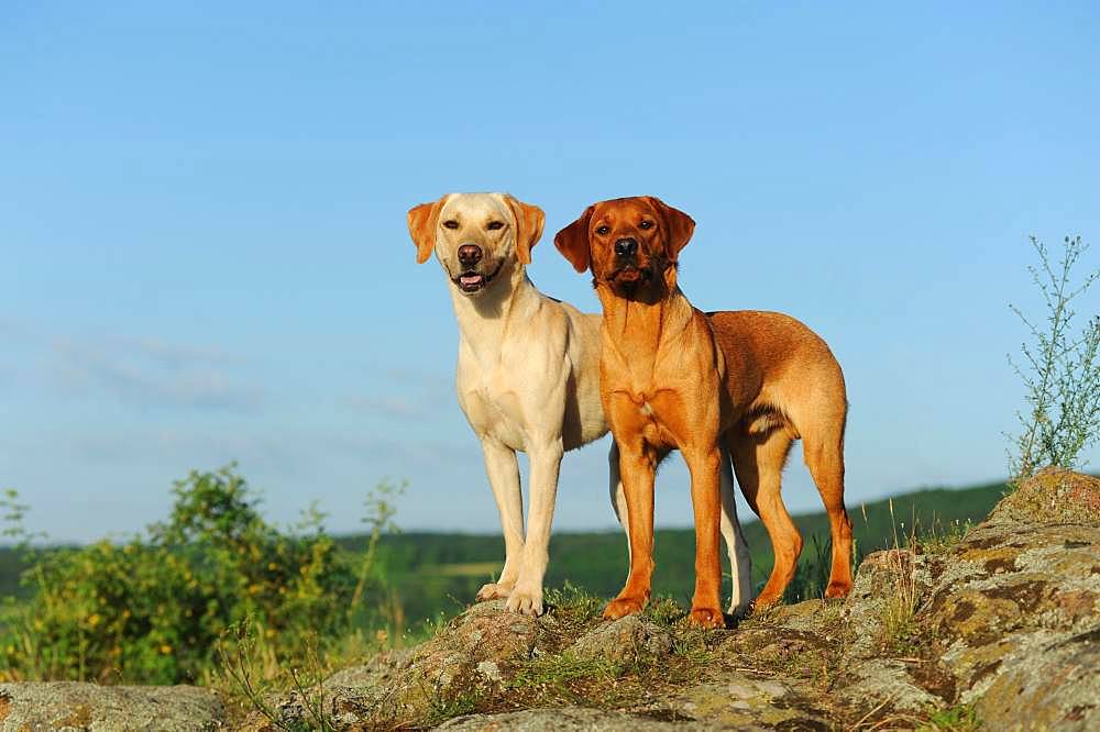 Labrador Retriever, yellow, males, standing on rocks, Austria, Europe