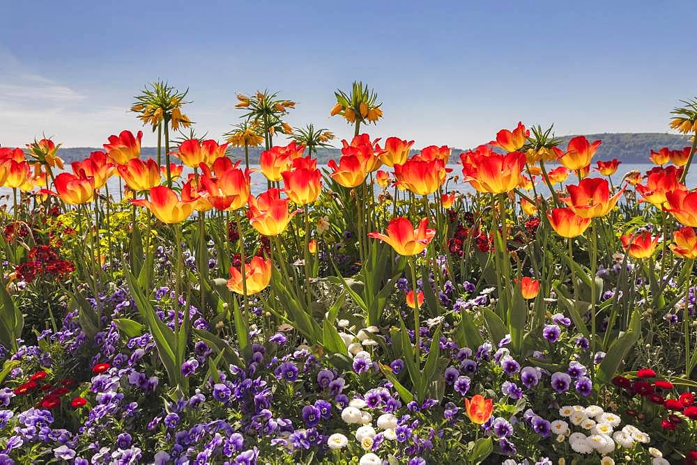 Colourful flowerbeds with different flowering spring flowers, Tulips (Tulipa) and pansies (Viola), on the promenade, Ueberlingen, Lake Constance, Baden-Wuerttemberg, Germany, Europe