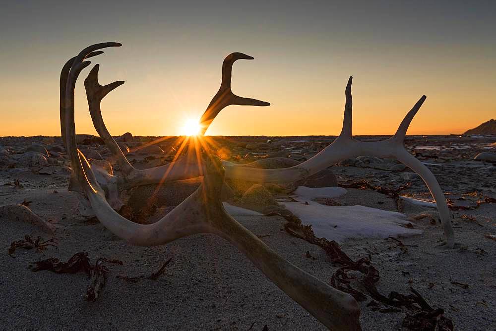 Antlers of a reindeer in backlight, sunset, Kobbefjord, Spitsbergen archipelago, Svalbard and Jan Mayen, Norway, Europe