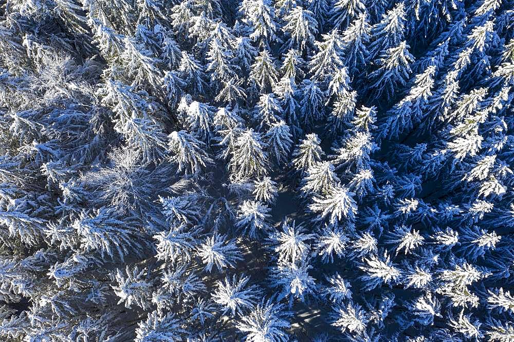 Snow-covered spruces, spruce forest, drone shot, Upper Bavaria, Bavaria, Germany, Europe