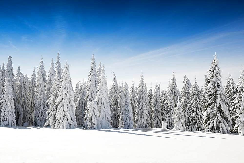 Snow-covered spruces in sunshine, Stuebenwasen, Todtnauberg, Black Forest, Baden-Wuerttemberg, Germany, Europe