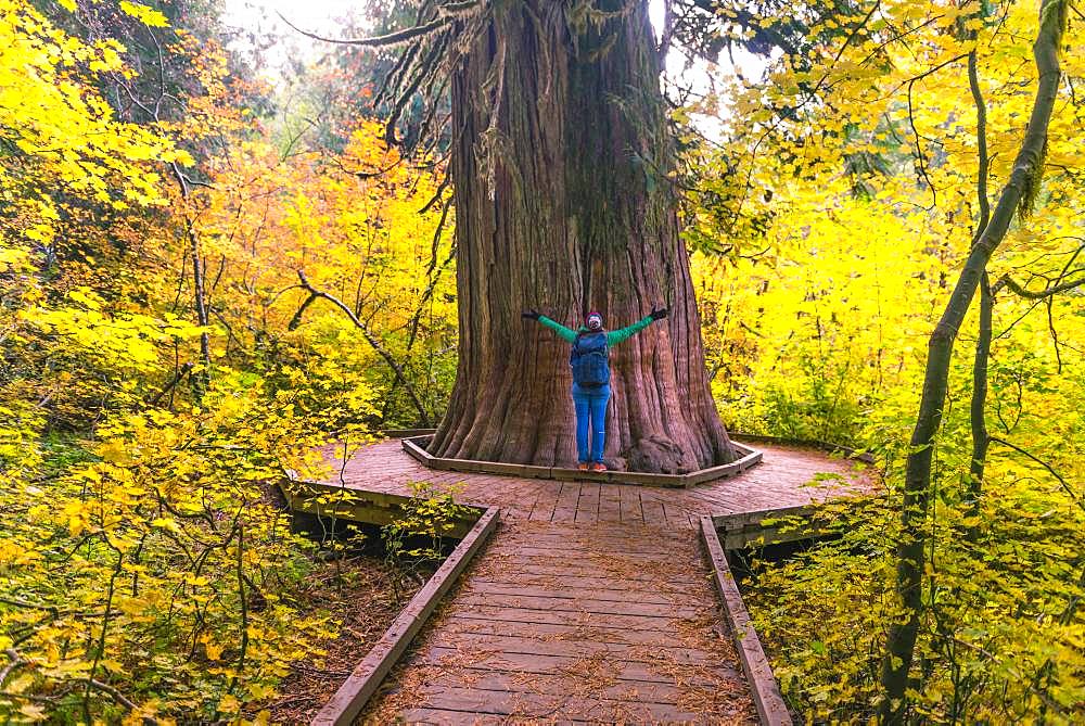 Young woman hugging a fat Western Red Cedar (Thuja gigantea), size comparison, Grove of the Patriarchs Trail, Mount Rainier National Park, Washington, USA, North America