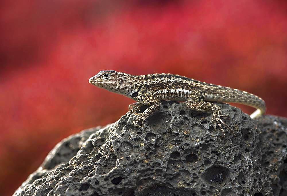 Floreana lava lizard (Microlophus grayii), male on lava rock, Floreana Island, Galapagos Islands, Ecuador, South America