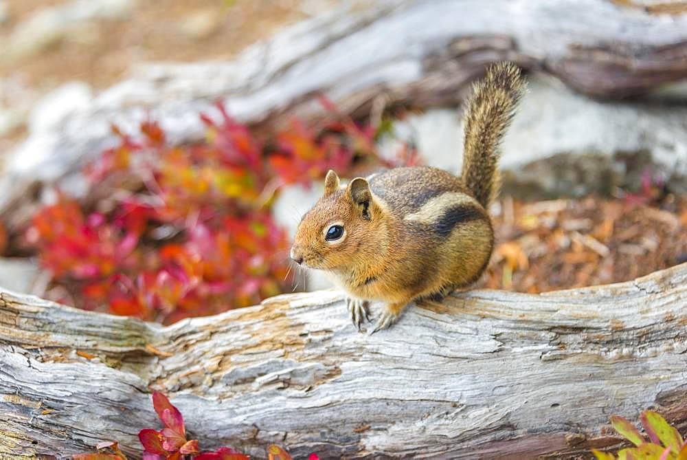 Golden-mantled ground squirrel (Callospermophilus lateralis) sits on a weathered tree trunk, Mount Rainier National Park, Washington, USA, North America