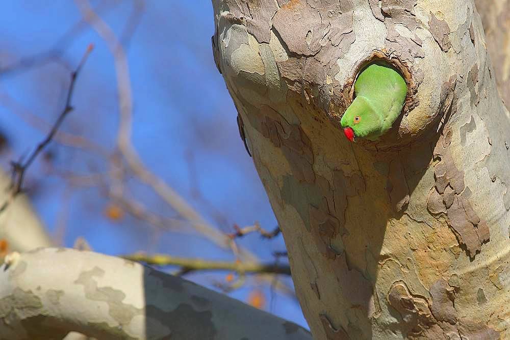 Rose-ringed parakeet (Psittacula krameri), female looking out of nest cave in a Plane tree (Platanus), palace gardens Biebrich, Hesse, Germany, Europe