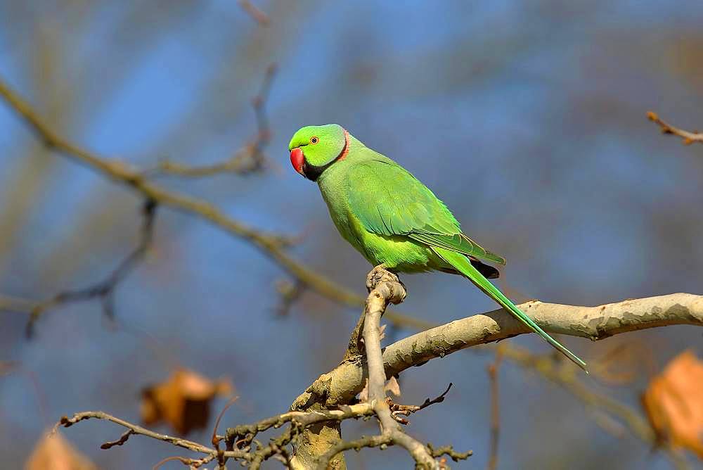 Rose-ringed parakeet (Psittacula krameri) sits on a branch, palace gardens Biebrich, Hesse, Germany, Europe