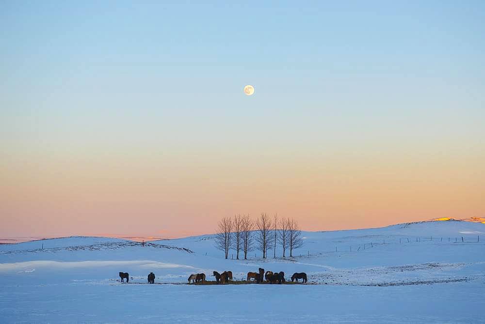 Snowy landscape with Icelandic horses (Equus islandicus), at sunset, Sudurland, Iceland, Europe