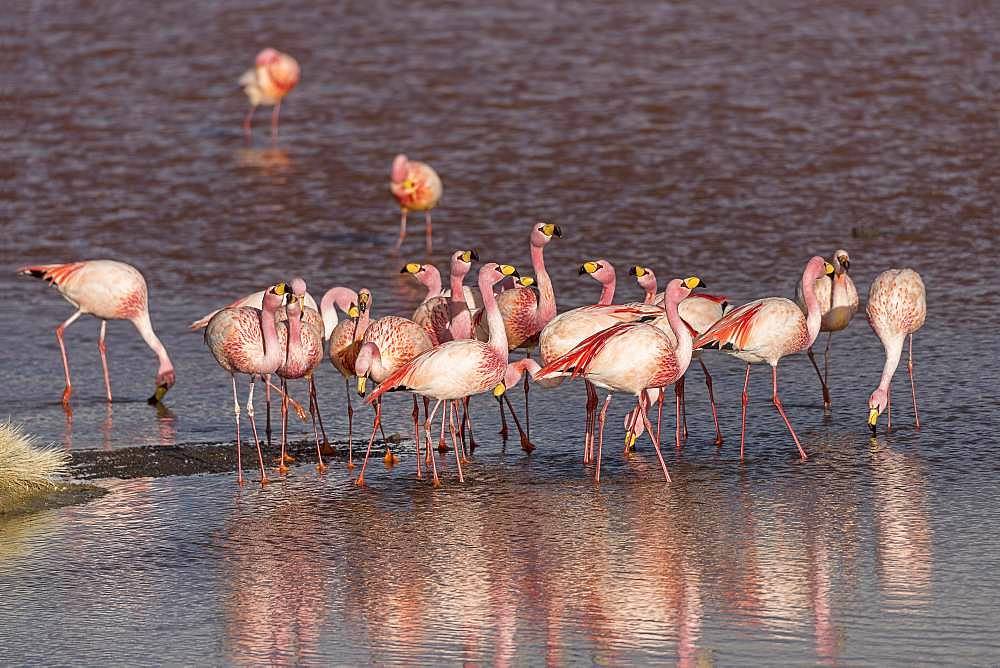 Andean Flamingos (Phoenicoparrus andinus) in the Laguna Colorada, Reserva Nacional de Fauna Andina Eduardo Avaroa, Altiplano, Departamento Potosi, Bolivia, South America