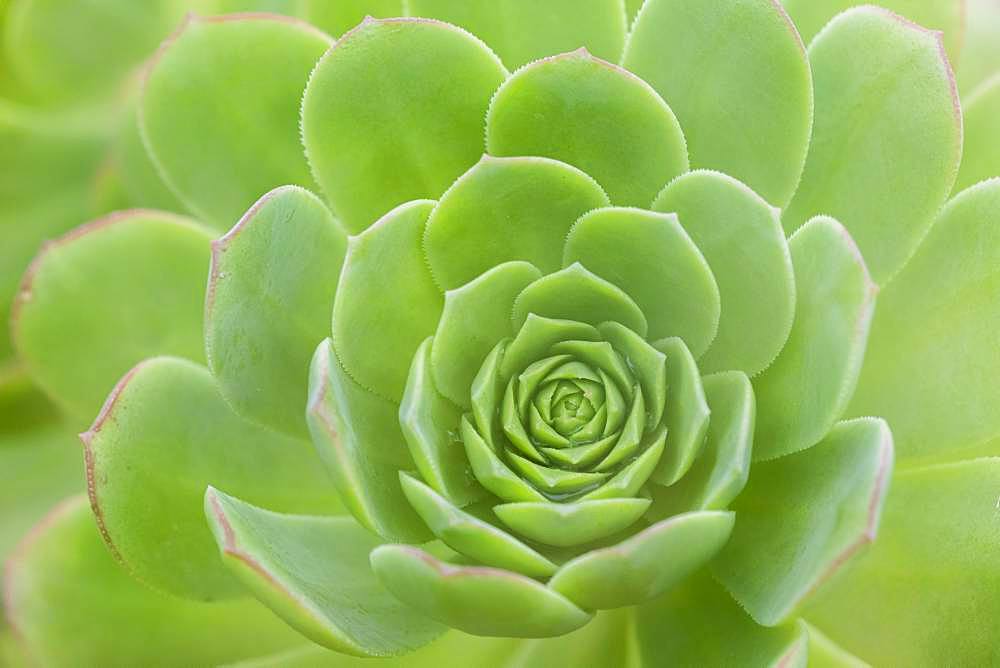 Leaf rosette of houseleek tree (Aeonium), La Gomera, Canary Islands, Spain, Europe