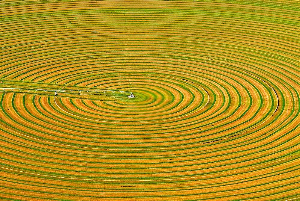 Circular field for animal feed is irrigated, monoculture, Parowan, Utah, USA, North America