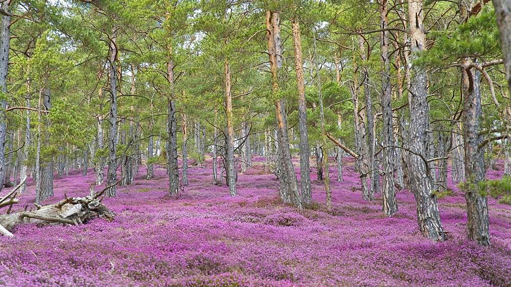 Sea of flowers with flowering purple Heather (Calluna vulgaris) in the pine forest, Styria, Austria, Europe