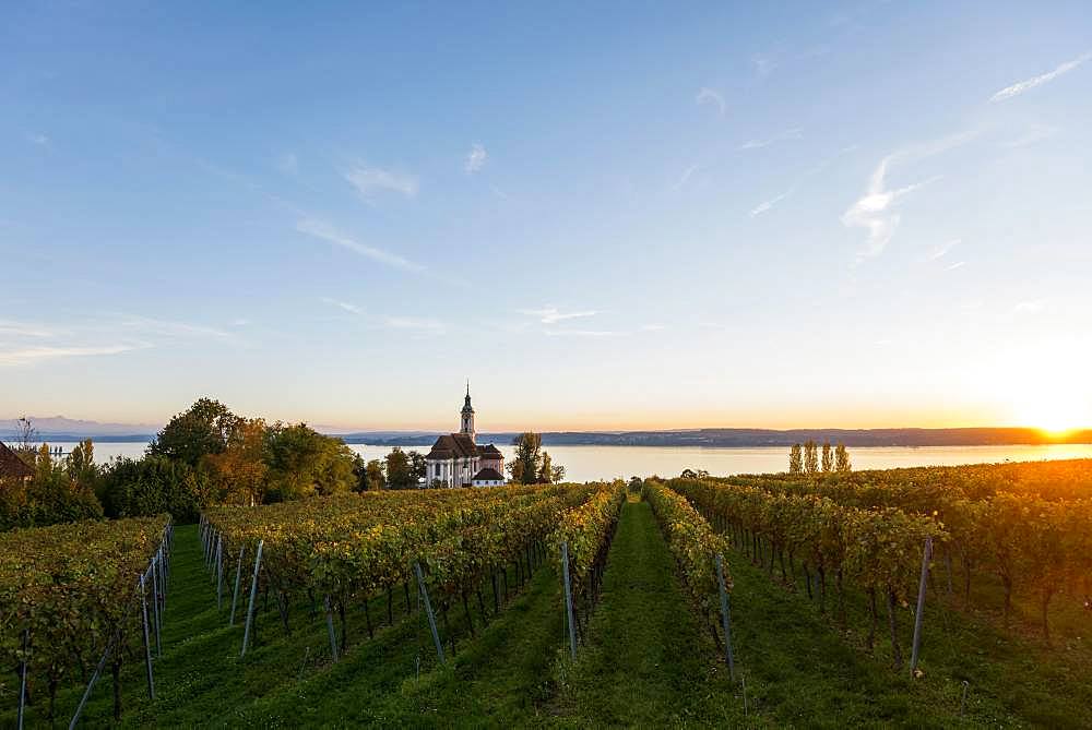 Pilgrimage church Birnau with vineyards in autumn, evening light, Uhldingen-Muehlhofen, Lake Constance, Baden-Wuerttemberg, Germany, Europe