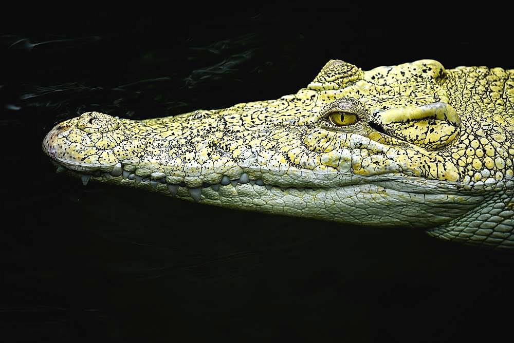 Saltwater crocodile (Crocodylus porosus), animal portrait in water, Albino, captive, Germany, Europe