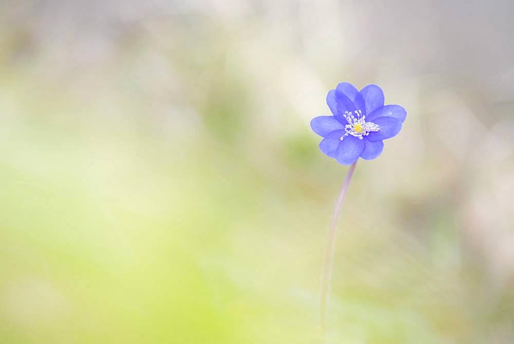 Common hepatica (Hepatica nobilis), Lower Austria, Austria, Europe