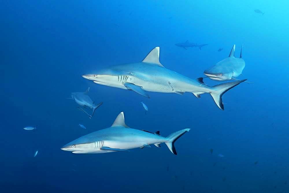 Four Grey reef sharks (Carcharhinus amblyrhynchos) swimming in the open sea, Indian Ocean, Maldives, Asia