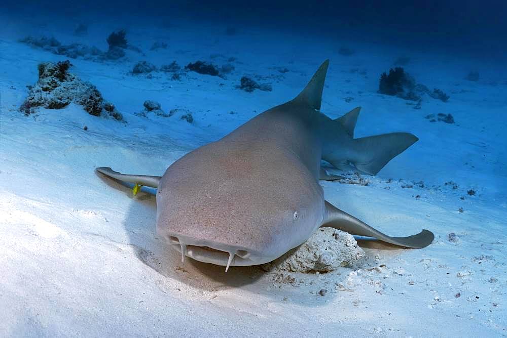 Tawny nurse shark (Nebrius ferrugineus) lies on a sandy bottom, Indian Ocean, Maldives, Asia