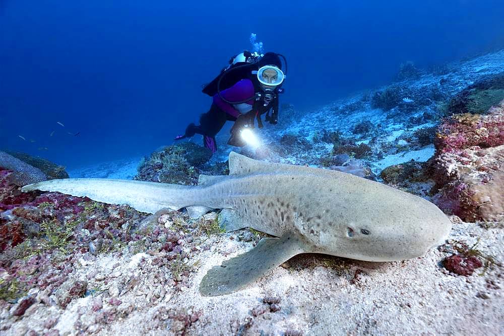 Diver observes zebra shark (Stegostoma fasciatum), Indian Ocean, Maldives, Asia