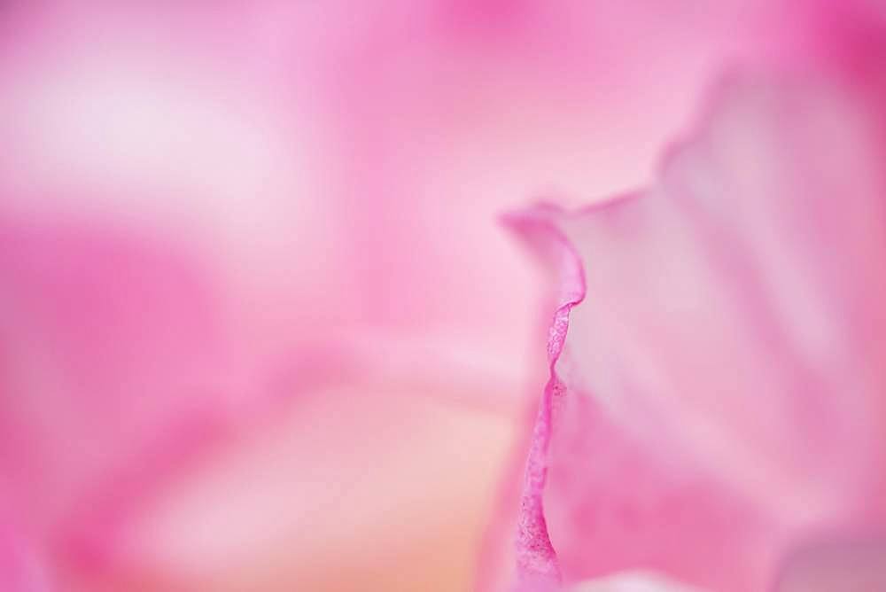 Pink rose (Rosa), close up of a petal, United Kingdom, Europe