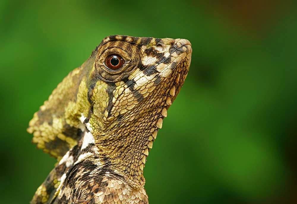 Smooth helmeted iguana (Corytophanes cristatus), animal portrait, Costa Rica, Central America