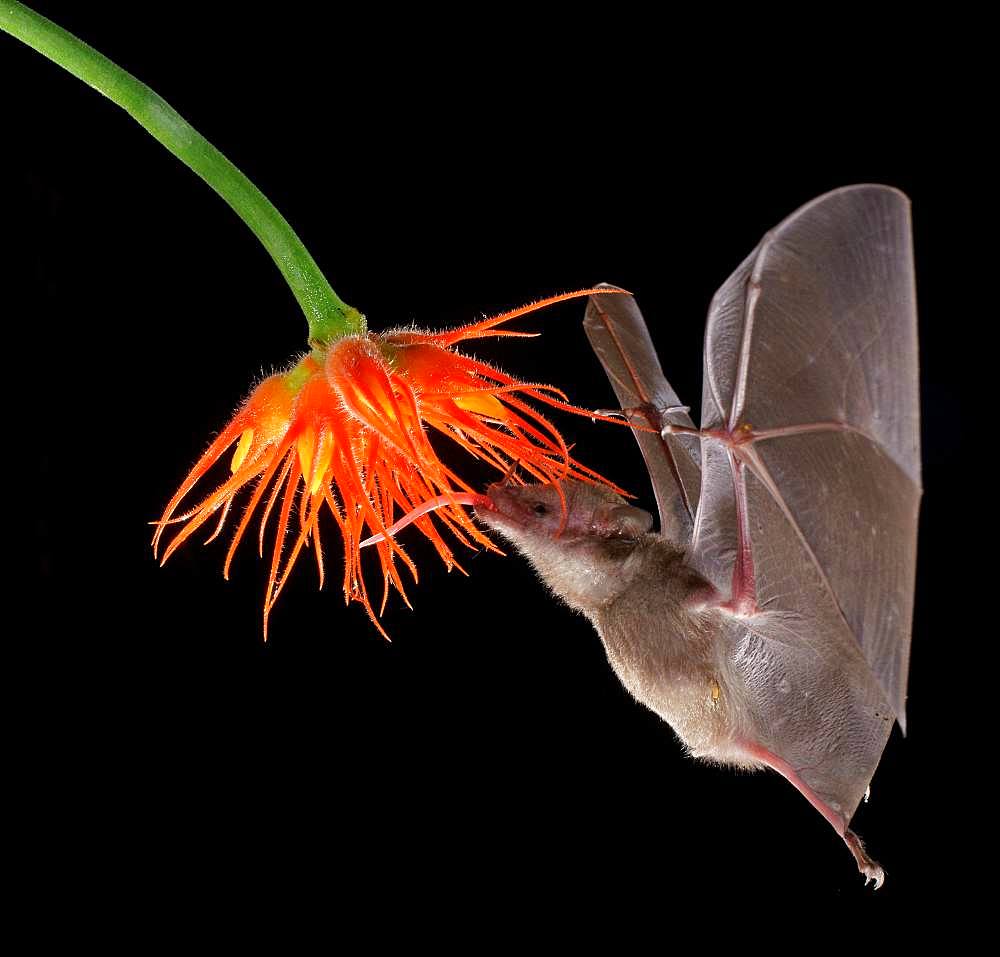 Pallas's long-tongued bat (Glossophaga soricina), approaching a flower at night, eats Necktar, Costa Rica, Central America