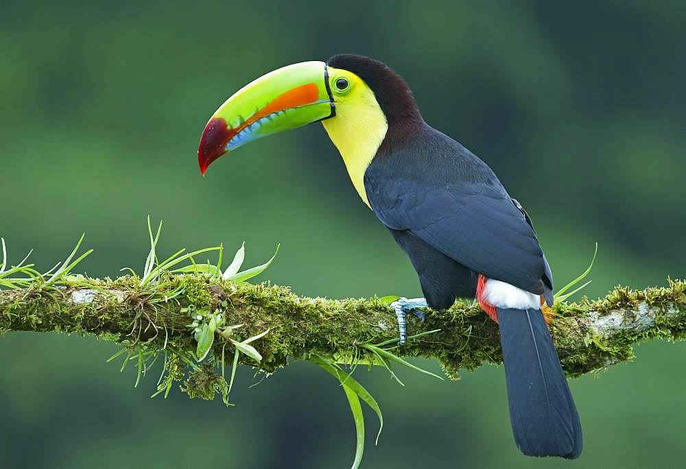 Keel-billed Toucan (Ramphastos sulfuratus), sits on mossed branch, Costa Rica, Central America