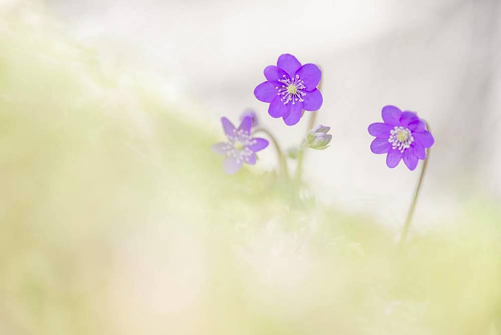 Ordinary Liverwort (Hepatica nobilis), Kalkalpen National Park, Upper Austria, Austria, Europe