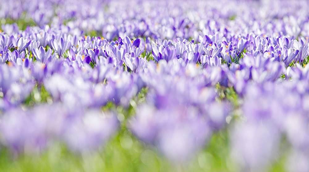 Sea of flowers with purple woodland crocus (Crocus tommasinianus), Lower Austria, Austria, Europe