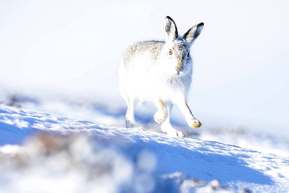 Mountain hare (Lepus timidus) runs in the snow, Winterfell, Highlands, Scotland, United Kingdom, Europe