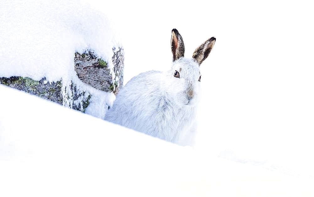 Mountain hare (Lepus timidus) sits in the snow, winter fur, Highlands, Scotland, Great Britain