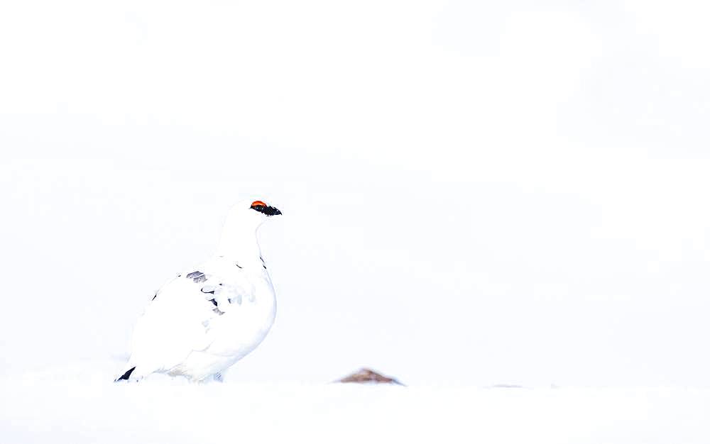 Rock Ptarmigan (Lagopus muta) in winter plumage, sitting in snow, Highlands, Scotland, Great Britain