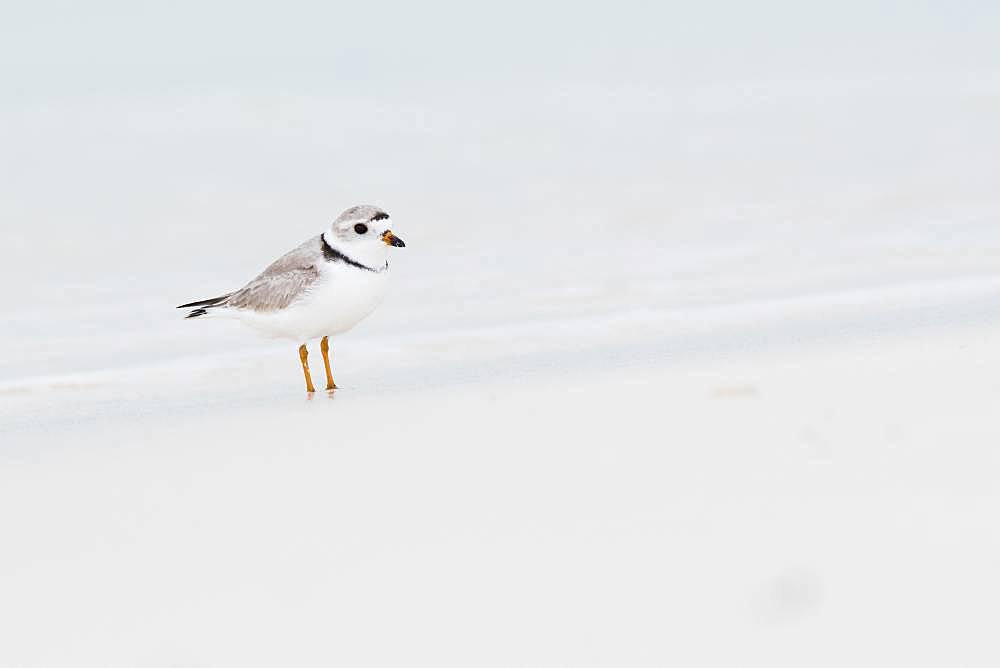 Kentish plover (Charadrius alexandrinus) standing by the water, Cayo Santa Maria, Cuba, Central America