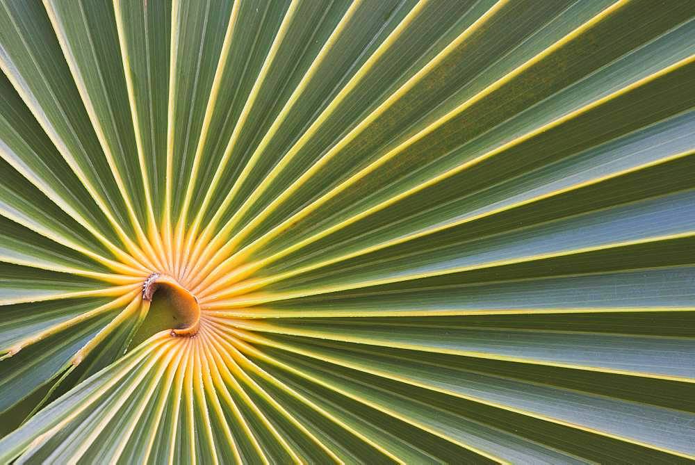 Palm leaf of a fan palm, detail, Cayo Santa Maria, Cuba, Central America