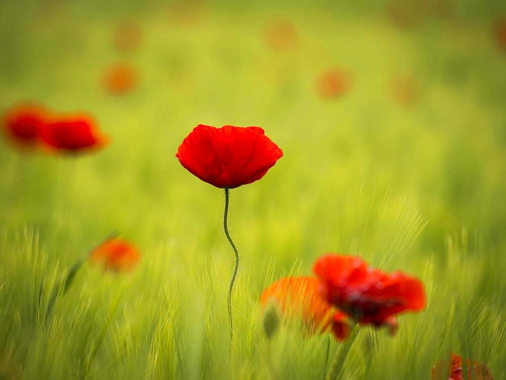 Corn poppy (Papaver rhoeas) in the barley field, Burgenland, Austria, Europe