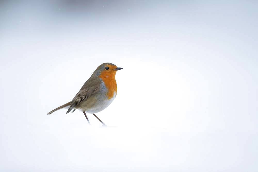 European robin (Erithacus rubecula), standing in snow, Suffolk, England, United Kingdom, Europe