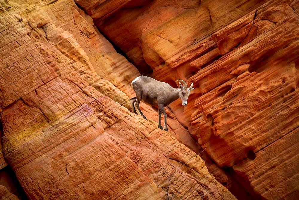 Desert bighorn sheep (Ovis canadensis nelsoni) climbs on red sandstone rocks, Rainbow Vista, Valley of Fire State Park, Nevada, USA, North America