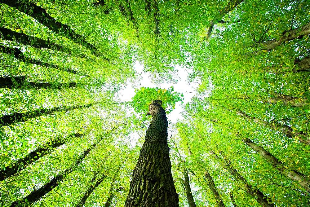 Large Linden trees (Tilia) and Oaks (Quercus) are striving towards the light, view from below into the treetops, Mecklenburg-Western Pomerania, Germany, Europe