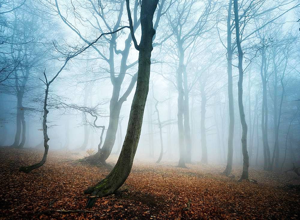 Mysterious deciduous forest with fog in autumn, bare Beeches (Fagus), Ore Mountains, Czech Republic, Europe