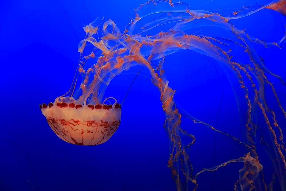 Purple-striped Jellyfish (Chrysaora colorata), in water, California, USA, North America