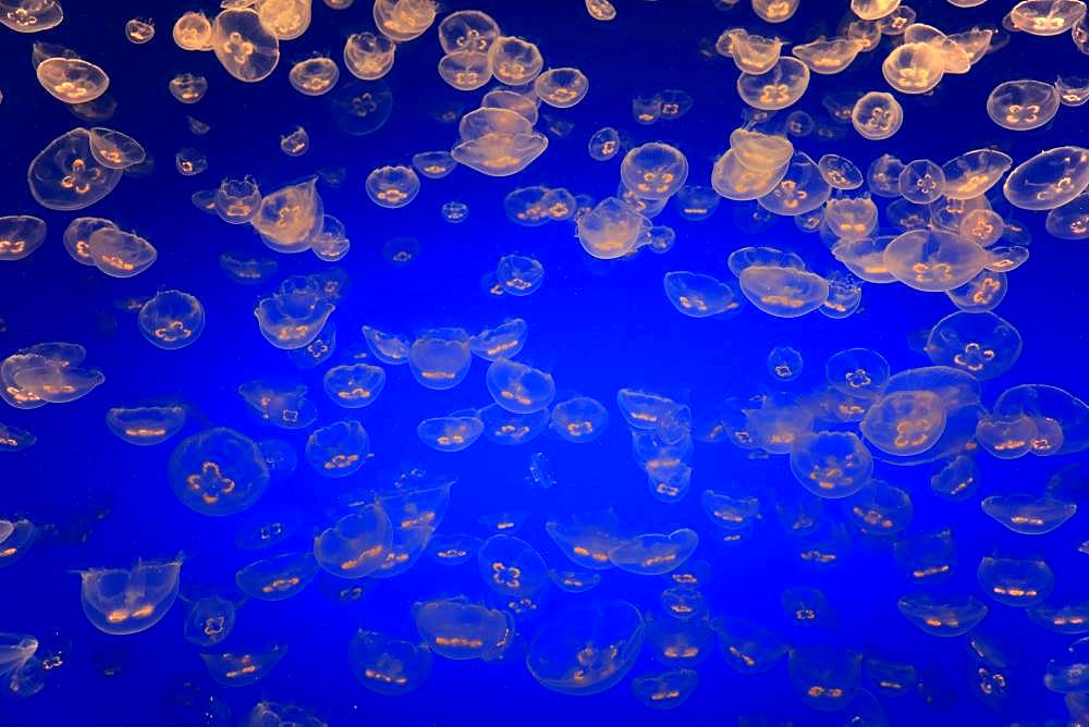 Swarm of Common jellyfish (Aurelia labiata), in water, California, USA, North America