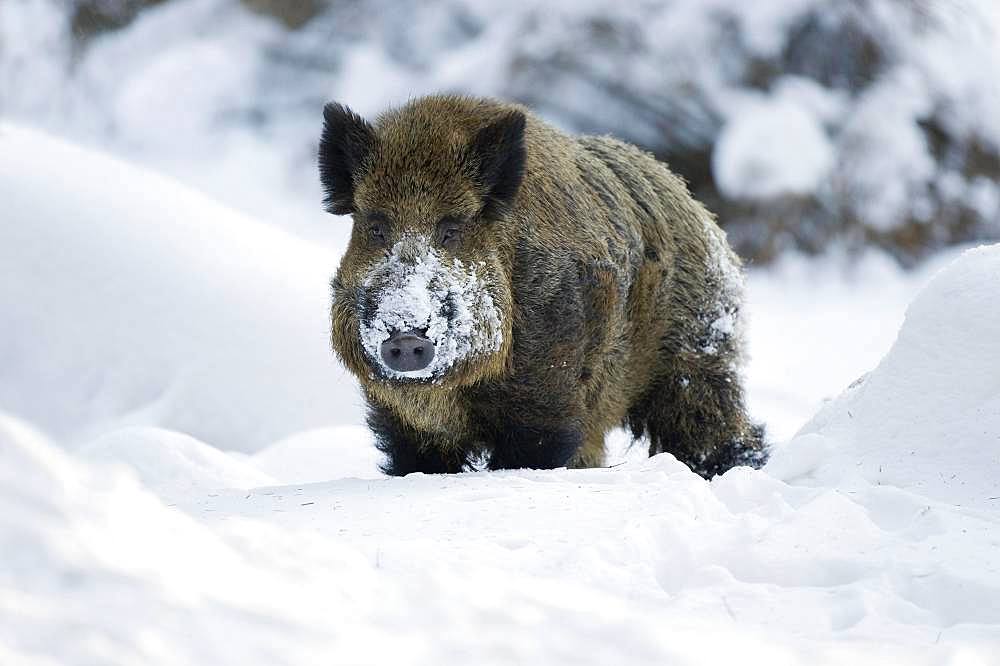 Wild boar (Sus scrofa), tusker standing in the snow, captive, Saxony, Germany, Europe