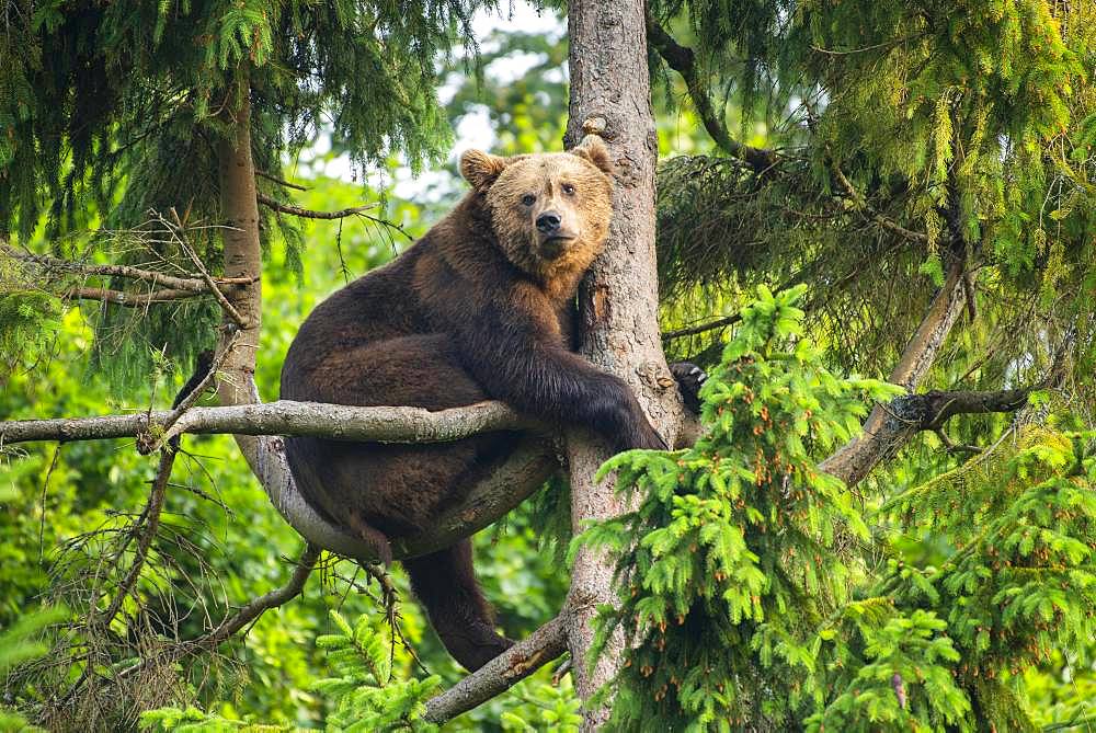 European Brown bear (Ursus arctos) sitting in a tree, National Park Bavarian Forest, Bavaria, Germany, Europe