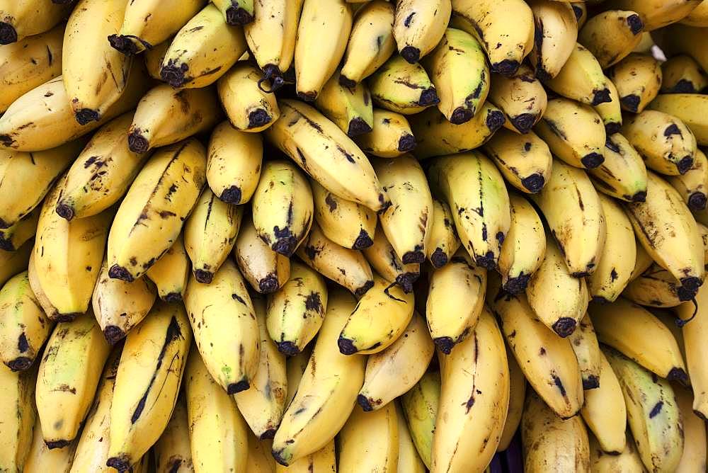 Bananas (Musa), Province of San Jose, Costa Rica, Central America