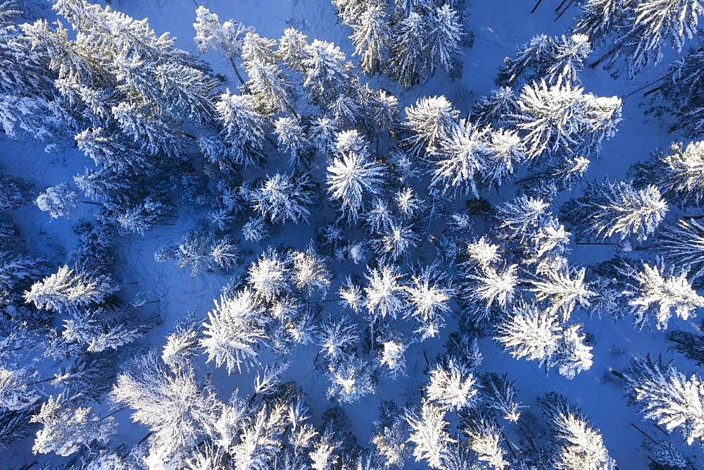 Snow-covered spruce forest, drone shot, Upper Bavaria, Bavaria, Germany, Europe