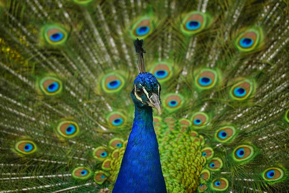 Indian peafowl (Pavo cristatus), rooster, cartwheel, Baden-Wuerttemberg, Germany, Europe