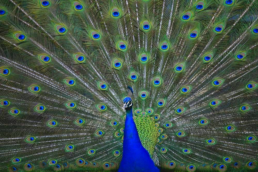 Indian peafowl (Pavo cristatus), rooster, cartwheel, Baden-Wuerttemberg, Germany, Europe