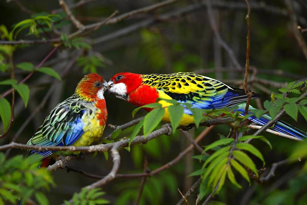 Eastern rosella (Platycercus eximius), male billing with female, captive, Germany, Europe