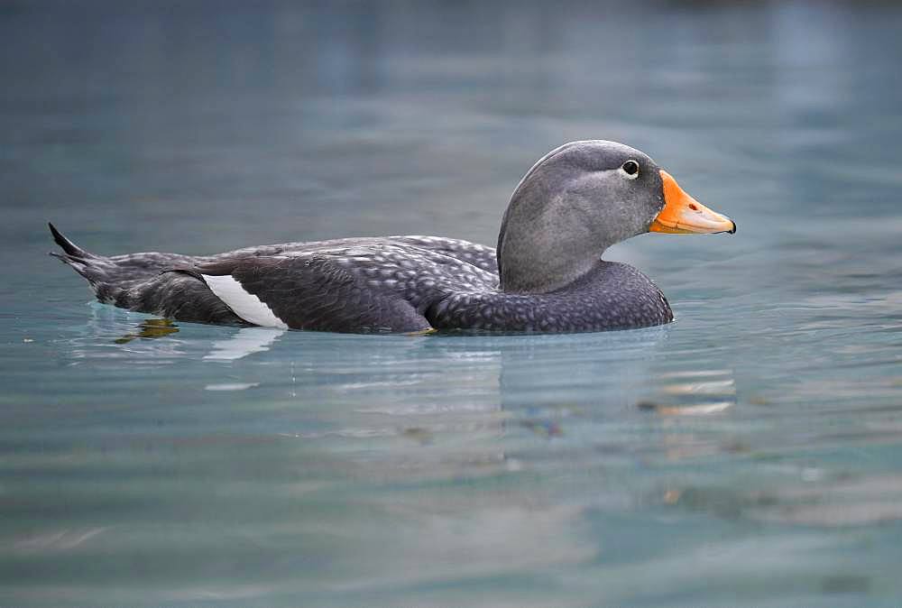 Fuegian steamer duck (Tachyeres pteneres), floats in water, captive, Germany, Europe