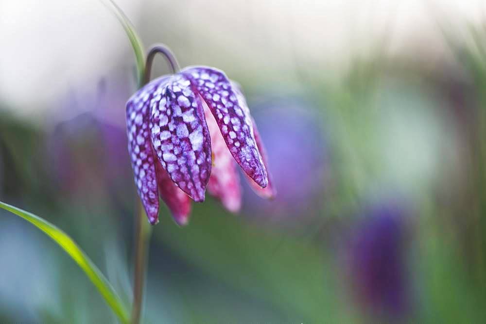 Snake's Head Fritillary (Fritillaria meleagris), Emsland, Lower Saxony, Germany, Europe