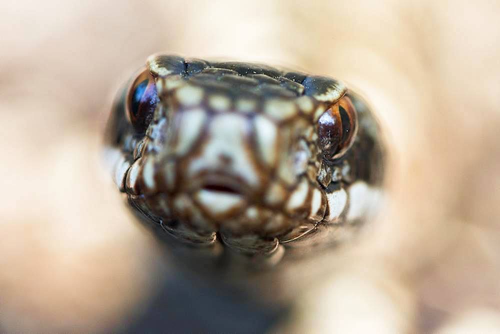 Common European viper (Vipera berus), animal portrait, Emsland, Lower Saxony, Germany, Europe